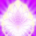 Eternal Shine of the Self
